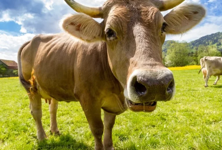 Vos lactations calculées selon la méthode Fleischmann, reconnue par l'ICAR. TB, TP, cellules somatiques cessent d'être des chiffres isolés : croisés avec la généalogie, ils désignent les lignées qui produisent réellement.