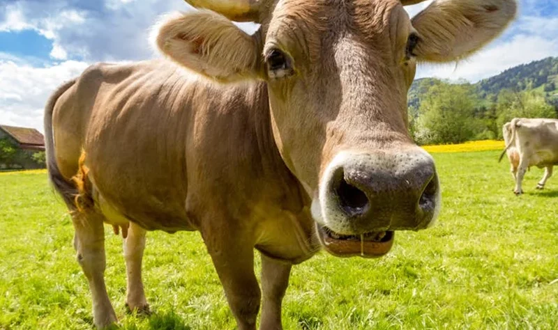 Vos lactations calculées selon la méthode Fleischmann, reconnue par l'ICAR. TB, TP, cellules somatiques cessent d'être des chiffres isolés : croisés avec la généalogie, ils désignent les lignées qui produisent réellement.