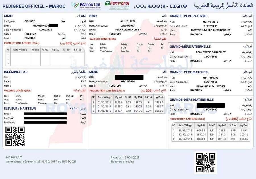 Certificat de pedigree officiel Maroc Lait : trois générations d'ascendance, production laitière sur 305 jours, identifiants anonymisés.
