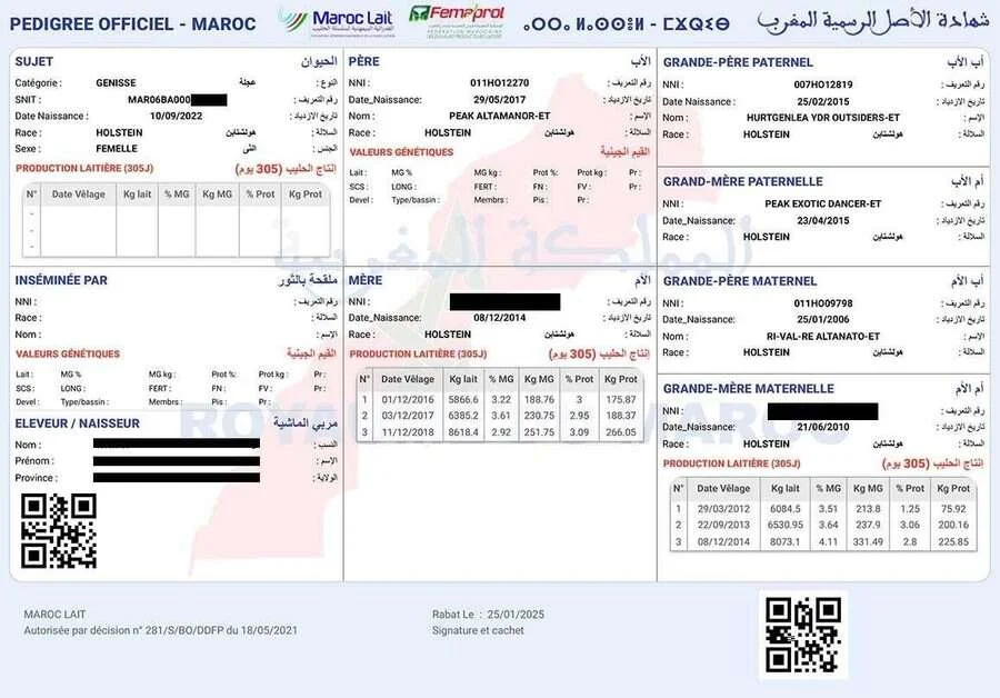 Certificat de pedigree officiel Maroc Lait : trois générations d'ascendance, production laitière sur 305 jours, identifiants anonymisés.
